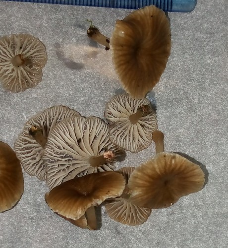 Xerulaceae