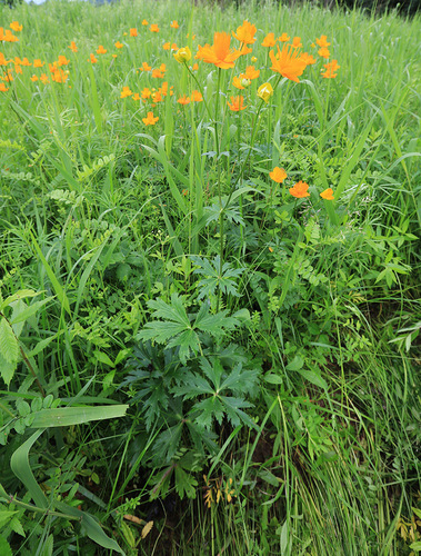 Trollius chinensis — photo