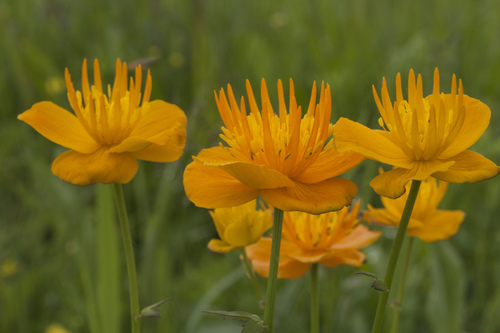 Trollius chinensis — photo