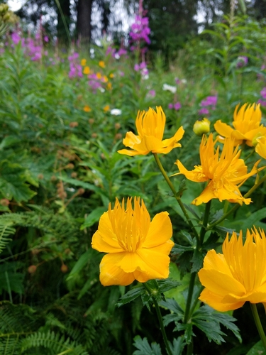 Trollius chinensis