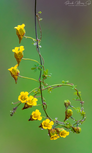 Tropaeolum brachyceras — photo