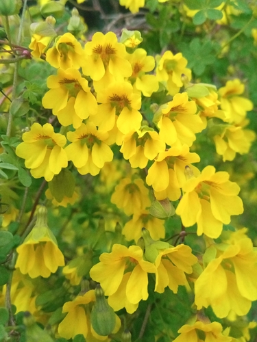 Tropaeolaceae