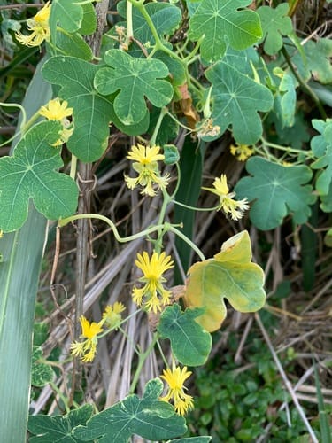Tropaeolum brasiliense — photo