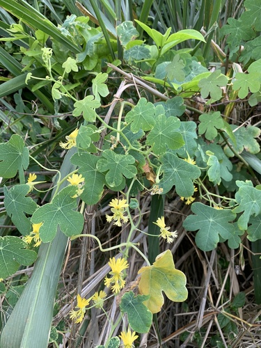 Tropaeolum brasiliense