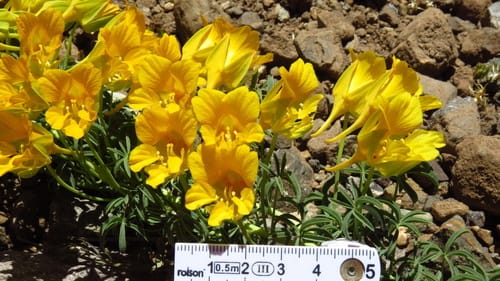 Tropaeolum leptophyllum — photo