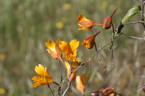 Tropaeolum leptophyllum