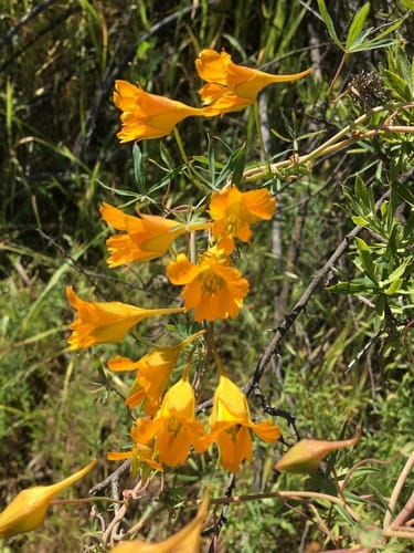 Tropaeolum leptophyllum — photo