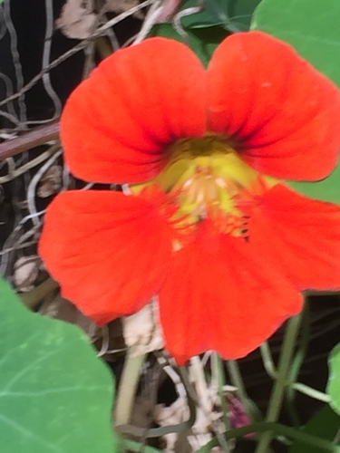 Tropaeolum majus (Nasturtium) — photo
