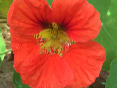 Tropaeolum majus (Nasturtium) — photo