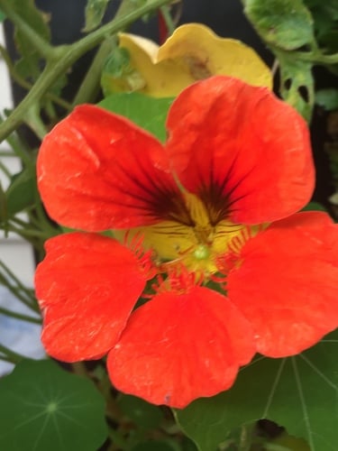 Tropaeolum majus