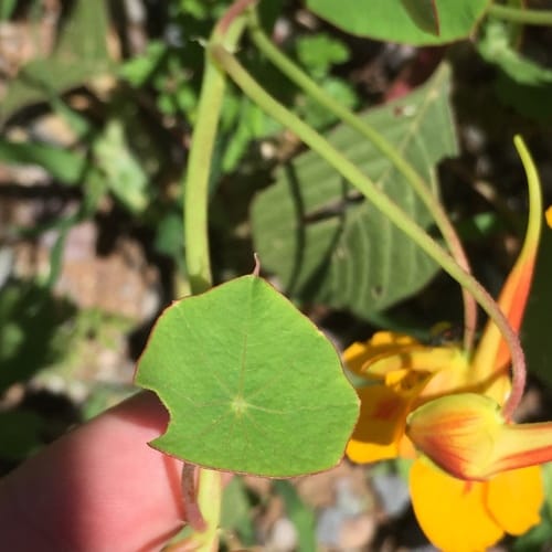 Tropaeolum minus (Dwarf nasturtium) — photo