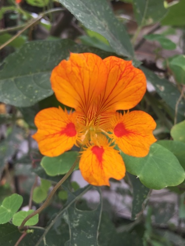 Tropaeolum minus