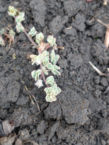 Tropaeolum patagonicum
