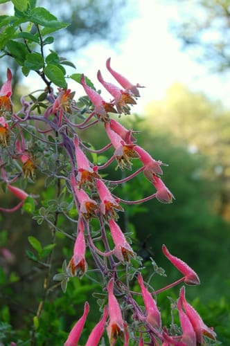 Tropaeolum pentaphyllum (Five-leaved nasturtium) — photo