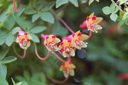 Tropaeolum pentaphyllum subsp. megapetalum