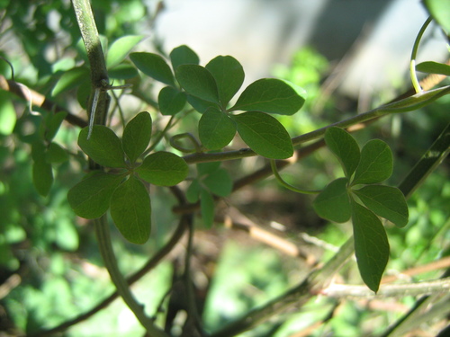 Tropaeolum pentaphyllum subsp. megapetalum — photo