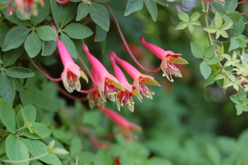 Tropaeolum pentaphyllum subsp. megapetalum — photo