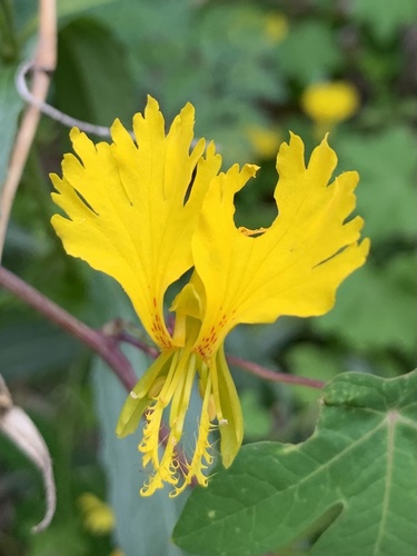 Tropaeolum peregrinum (Canary creeper) — photo