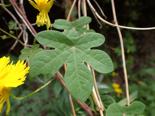 Tropaeolum peregrinum (Canary creeper) — photo