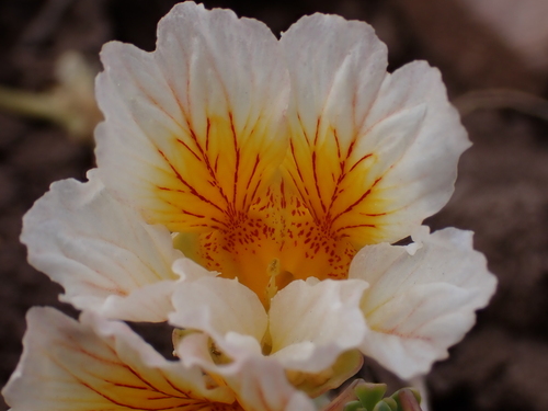 Tropaeolum sessilifolium — photo