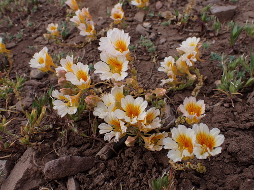 Tropaeolum sessilifolium — photo