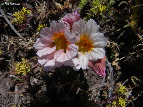 Tropaeolum sessilifolium