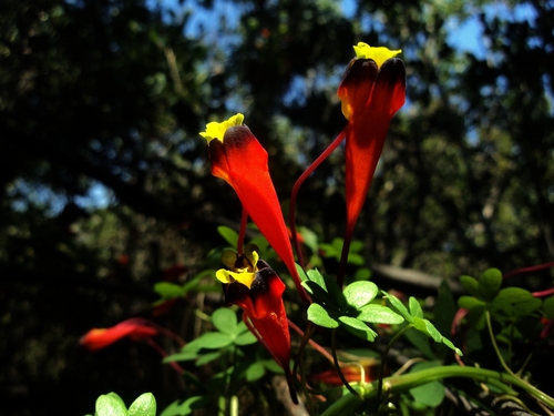 Tropaeolum tricolor — photo