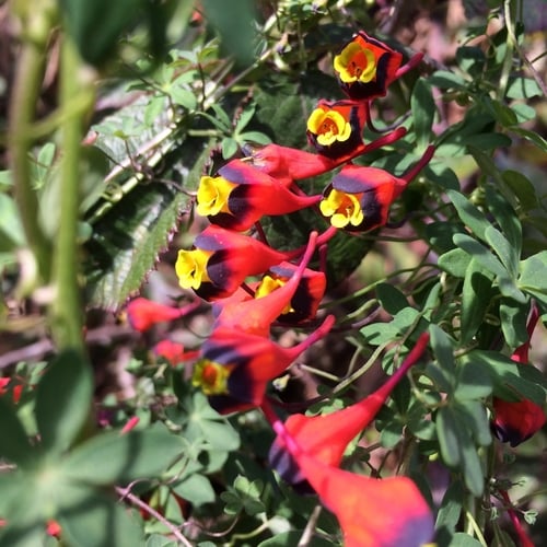 Tropaeolum tricolor — photo