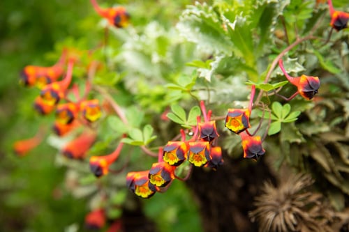 Tropaeolum tricolor
