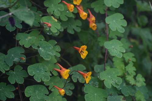 Tropaeolum tuberosum (Anu) — photo
