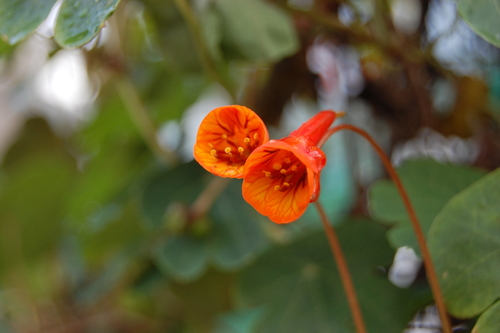 Tropaeolum tuberosum (Anu) — photo