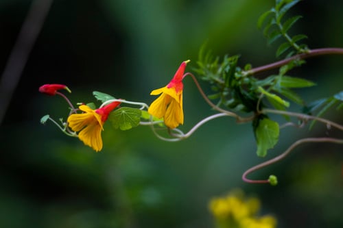 Tropaeolum tuberosum