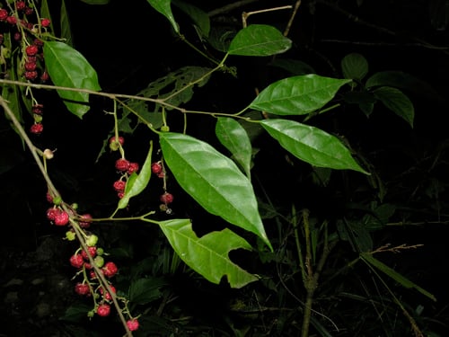 Trophis mexicana