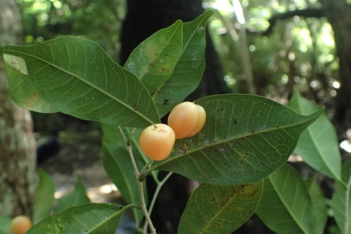 Trophis montana — photo