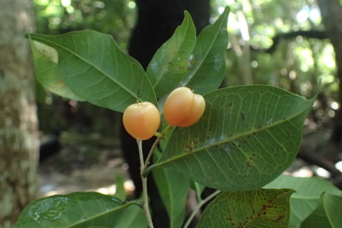 Trophis montana — photo