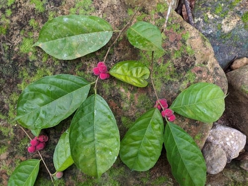 Trophis racemosa (White ramoon) — photo