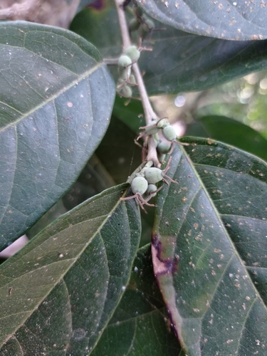 Trophis racemosa (White ramoon) — photo