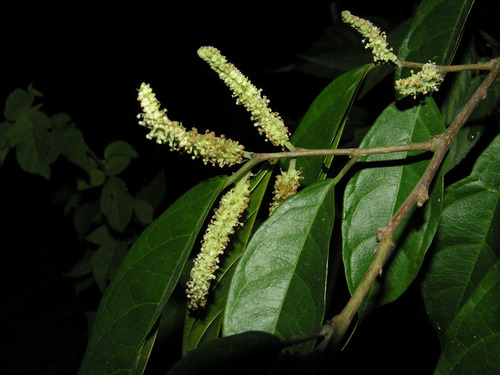 Trophis racemosa