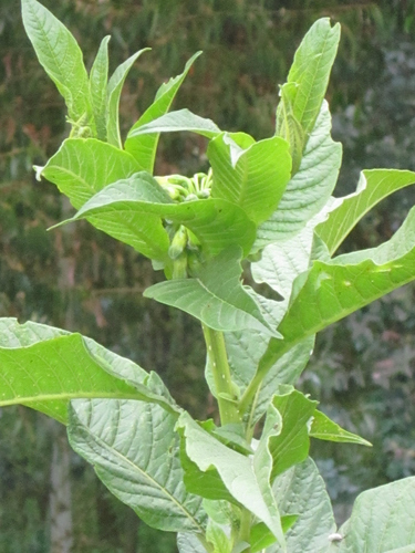 Trozelia umbellata — photo