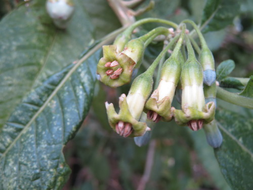 Trozelia umbellata