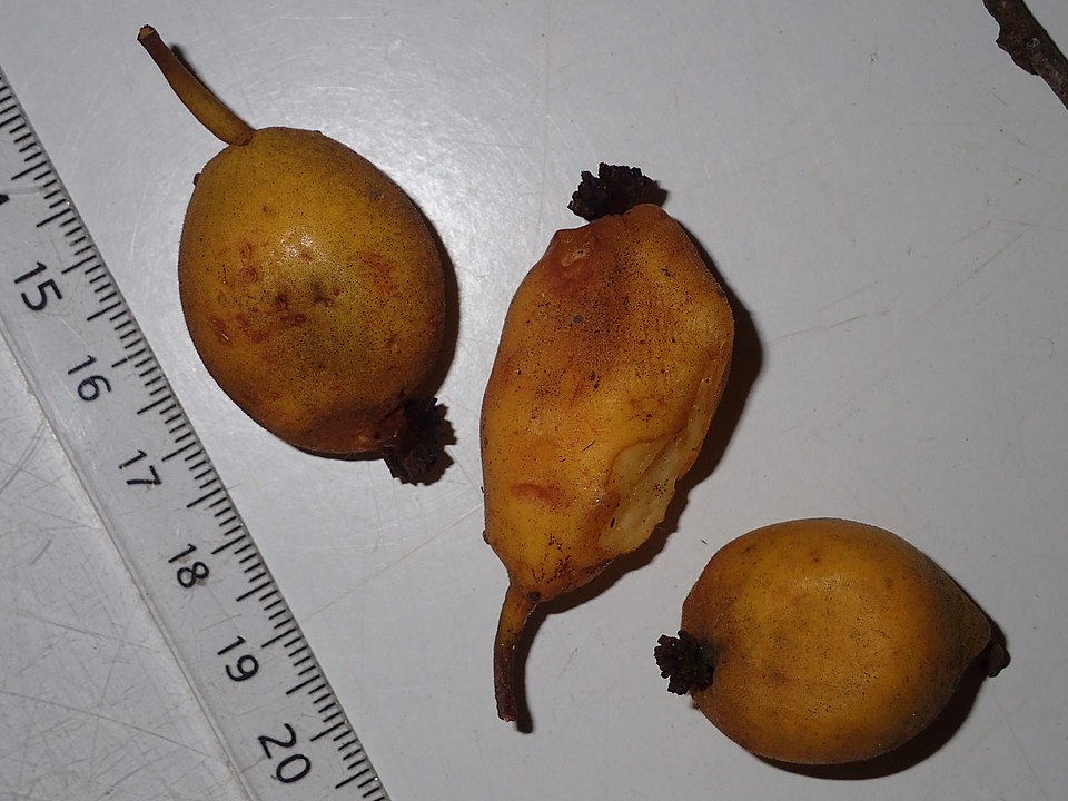 Trymatococcus amazonicus (Amazon trymatococcus) — photo