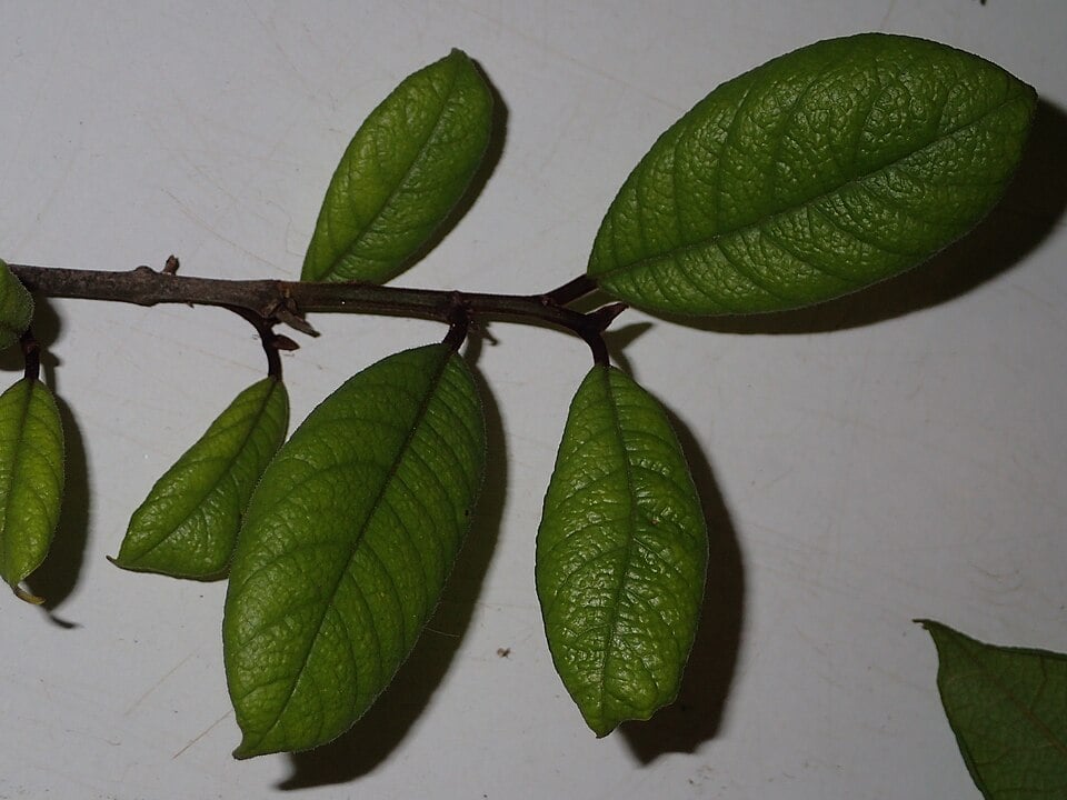 Trymatococcus amazonicus