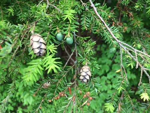 Tsuga canadensis (Eastern hemlock) — photo