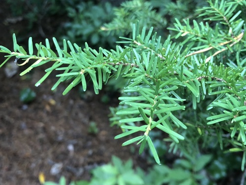 Tsuga caroliniana (Carolina hemlock) — photo