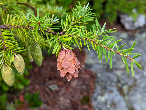Tsuga caroliniana
