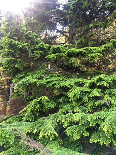 Tsuga heterophylla (Western hemlock) — photo