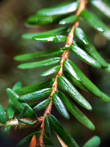 Tsuga heterophylla (Western hemlock) — photo