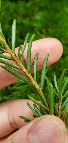 Tsuga mertensiana (Mountain hemlock) — photo