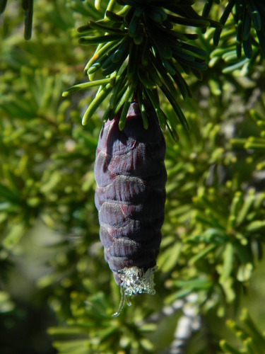 Tsuga mertensiana (Mountain hemlock) — photo