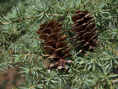 Tsuga mertensiana